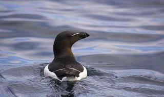 为啥北极熊不吃企鹅